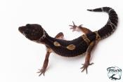 Gecko Léopard - Eublepharis Macularius - Black Night - Femelle &#9792; F5