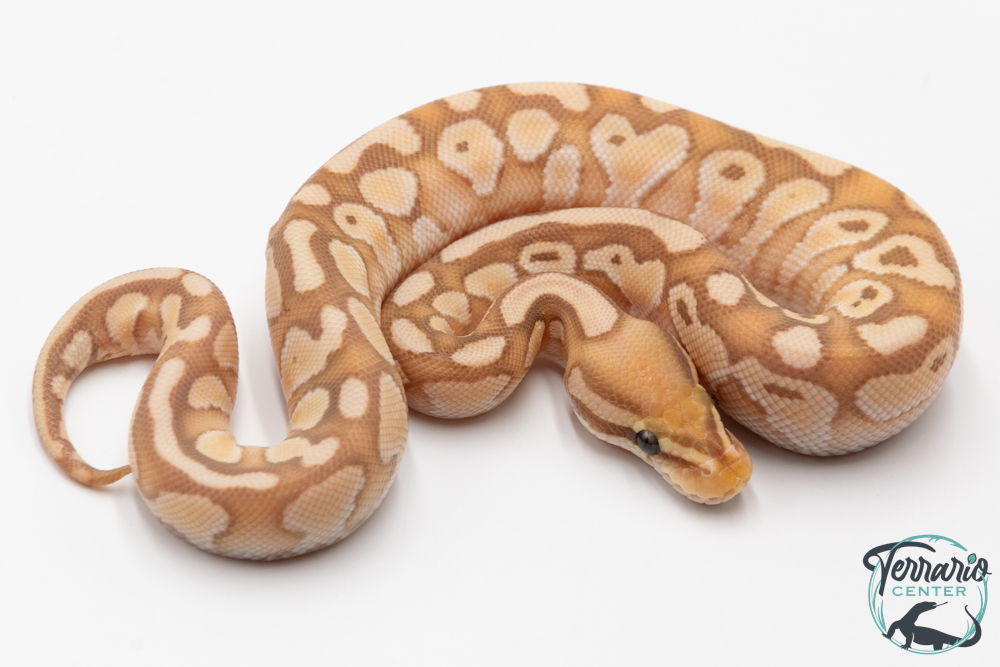 Python royal - Python regius Banana Butter