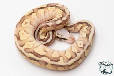 Python royal - Python Regius Vanilla Cream Lesser