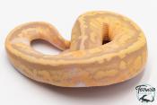 Python royal - Python regius Banana Pastel Piebald