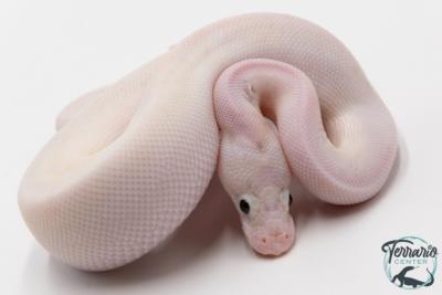 Python royal - Python regius Ivory Bumblebee