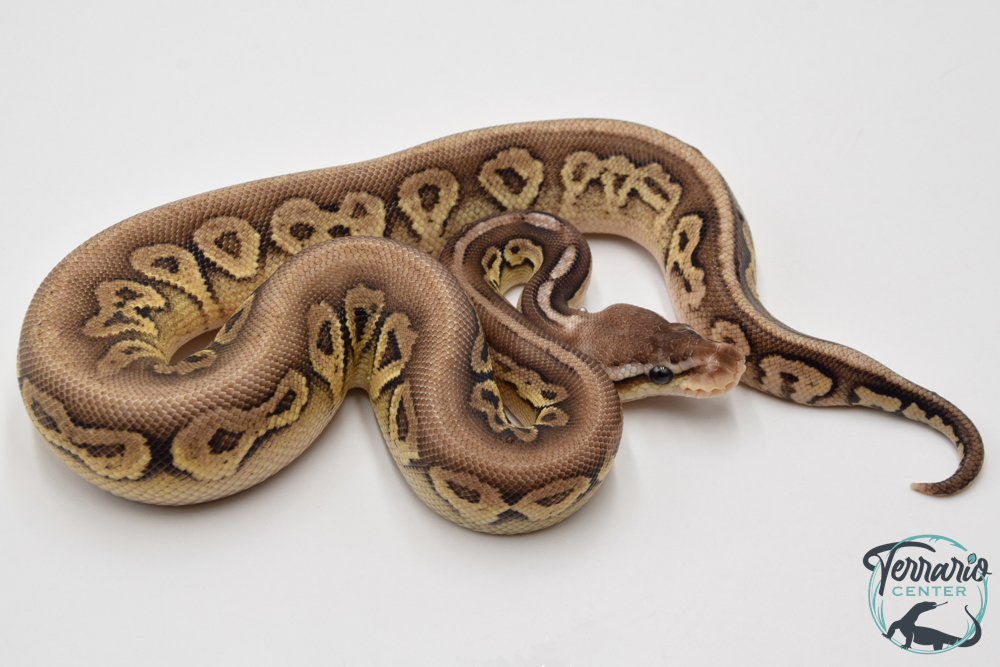 Python Royal - Python regius Pewter