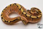 Python royal - Python regius Spider