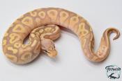 Python royal - Python regius Banana Pastave