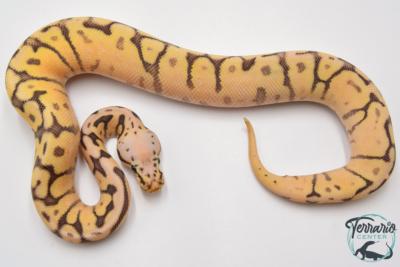 Python regius Killer Bee