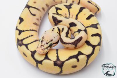Python royal - Python regius Bumblebee Yellow Belly