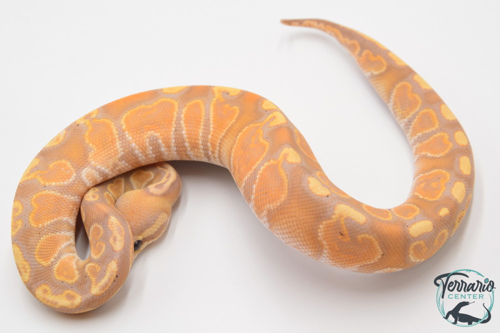 Python royal - Python regius Banana GHI