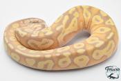 Python royal - Python regius Banana Pastave Yellow Belly