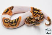 Python Royal - Python regius Piebald
