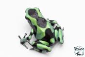 Dendrobates auratus - Dendrobate doré "Costa Rica"