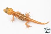 Paroedura picta - Gecko panthère Amelanistic