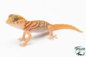 Paroedura picta - Gecko panthère Amelanistic