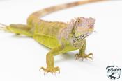 Iguana iguana - Iguane Vert juvénile (vert, lime green, rouge ou bleu)