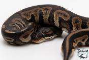 Python royal - Python regius Black Pastel