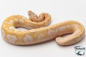 Python royal - Python regius Banana Sugar Pastel
