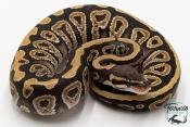 Python royal - Python regius Mojave