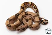 Boa constricteur - Boa imperator Jungle Het Blood Kahl