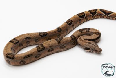 Boa constricteur - Boa imperator Jungle Het Blood Kahl