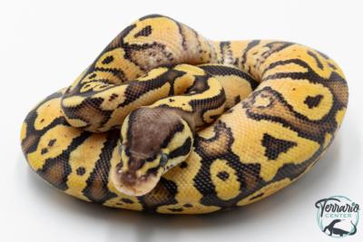 Python royal - Python regius Pastel Vanilla