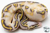 Python royal - Python regius Highway Pastel