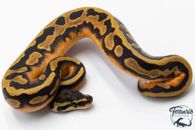 Python Royal - Python regius Piebald Low White