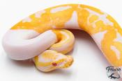 Python royal - Python regius Piebald Albinos