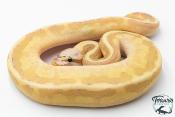 Python royal - Python Regius Vanilla Cream Lesser