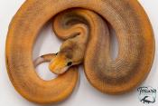 Python royal - Python regius Champagne Black Pastel