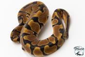 Python royal - Python regius Enchi
