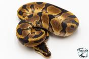Python royal - Python regius Enchi Leopard