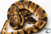 Python royal - Python regius Enchi Leopard