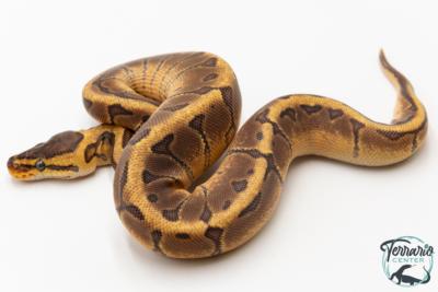 Python royal - Python regius Enchi Pinstripe Yellow Belly