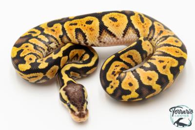 Python royal - Python regius Gravel Pastel