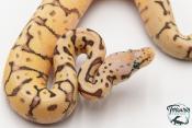 Python royal - Python regius Killer Bee
