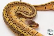 Python royal - Python regius Lemon Blast