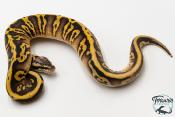 Python royal - Python regius Leopard Sugar Pastel