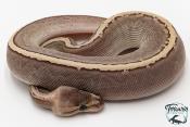 Python royal - Python regius Butter Pinstripe Ghi