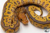 Python royal - Python regius Clown Hypo