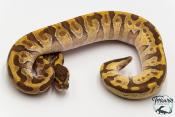 Python royal - Python regius Super Enchi Mojave
