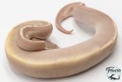 Python royal - Python regius Banana Black Pastel Mojave Pastel