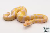 Python royal - Python regius Albinos Pastel