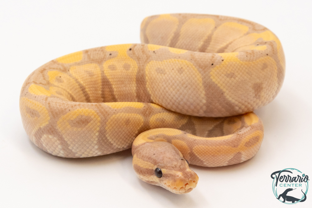 Python royal - Python regius Banana
