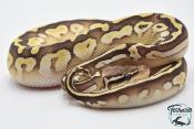 Python royal - Python regius Butter Pastel