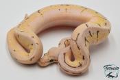Python royal - Python regius Spinner Blast Enchi (Poss YB)