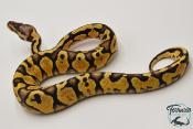 Python royal - Python regius Enchi Pastel