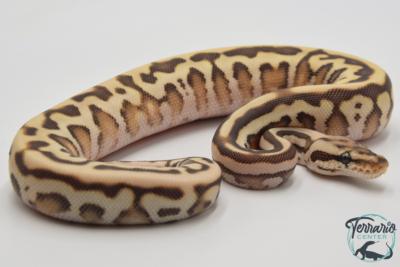 Python royal - Python regius Butter Leopard Spotnose