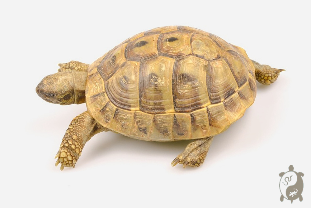 Tortue d'Hermann - Testudo hermanni boettgeri 10-12 cm