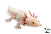 Ambystoma mexicanum (Axolotl) - Forme Gold Albinos
