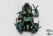 Dendrobates auratus - Dendrobate doré Birkhahn Line