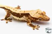 Correlophus ciliatus - Gecko à crête - NC 2025 -  44